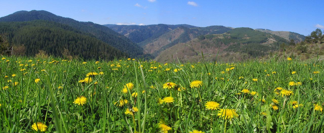 Yagodina Family Hotel エクステリア 写真